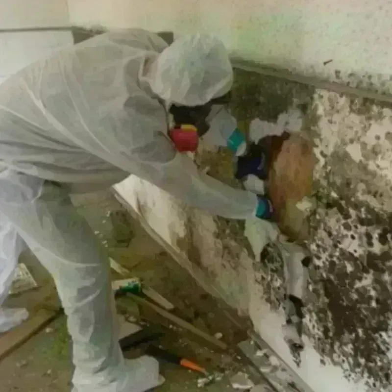 Mold Remediation and Removal in Salida, CA